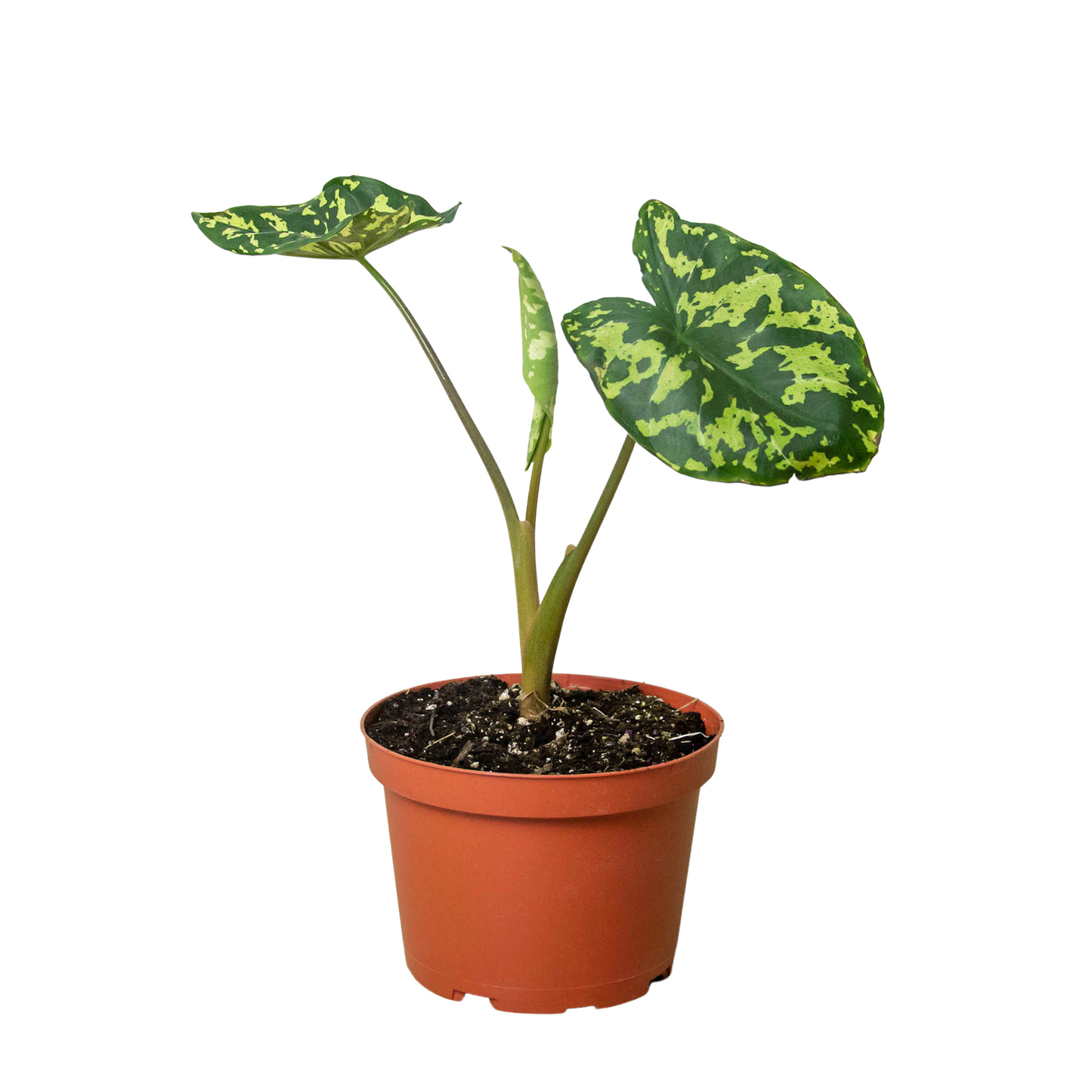 Alocasia Hilo Beauty Plant