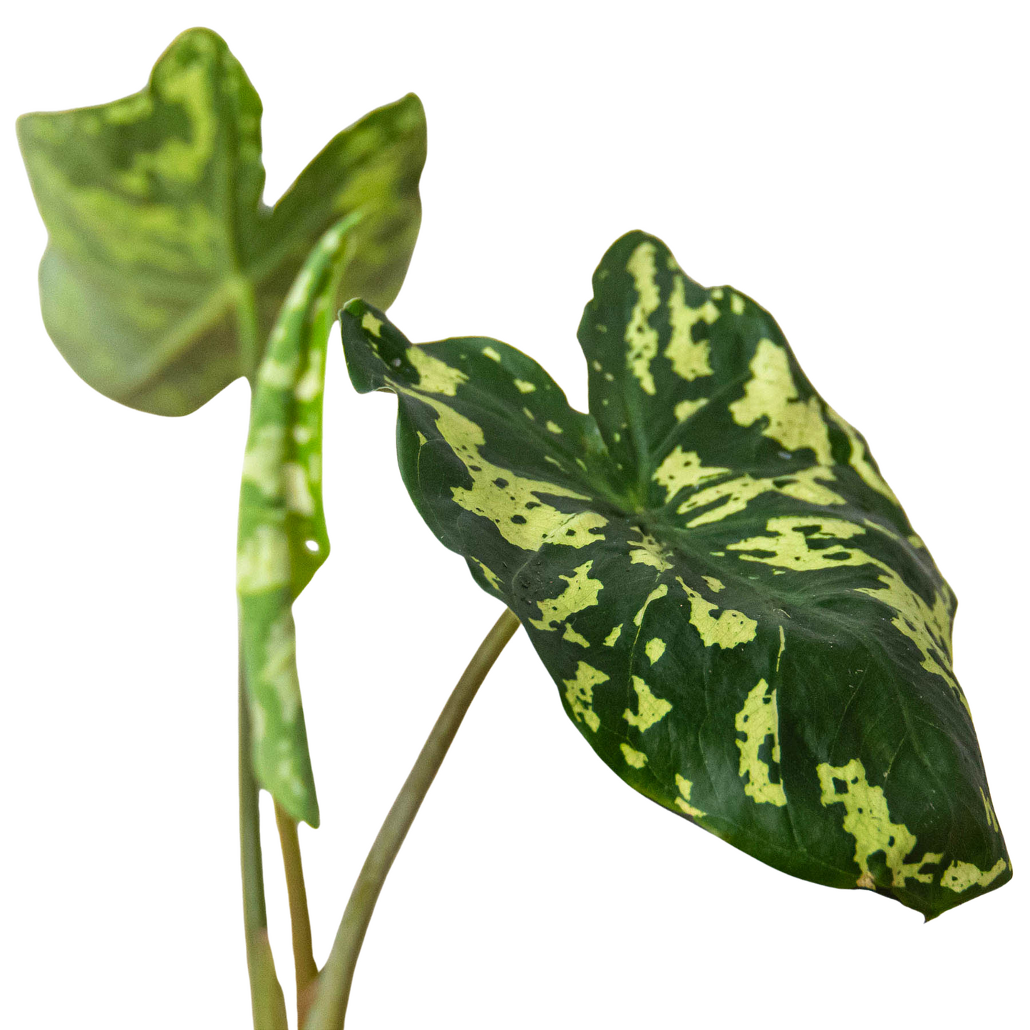 Alocasia Hilo Beauty Plant
