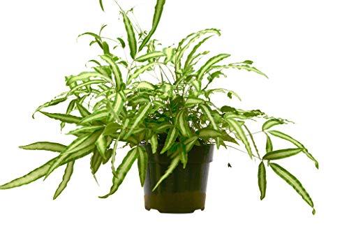 Pteris Cretica ‘Albo Fern’ – Hardy Air-Purifying Indoor Fern