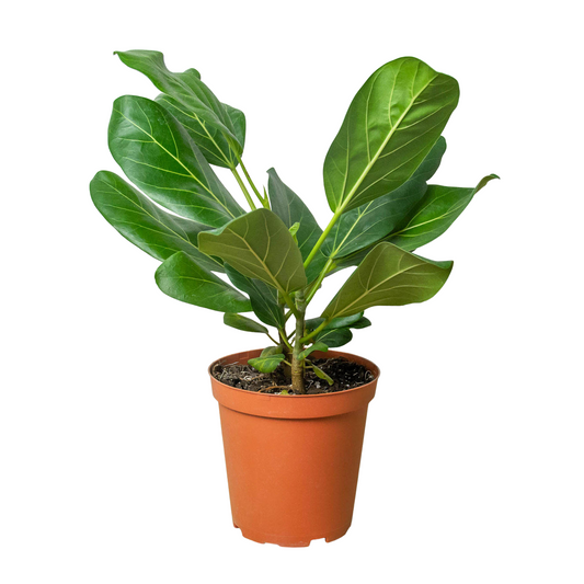 Ficus 'Audrey' - 4" Pot