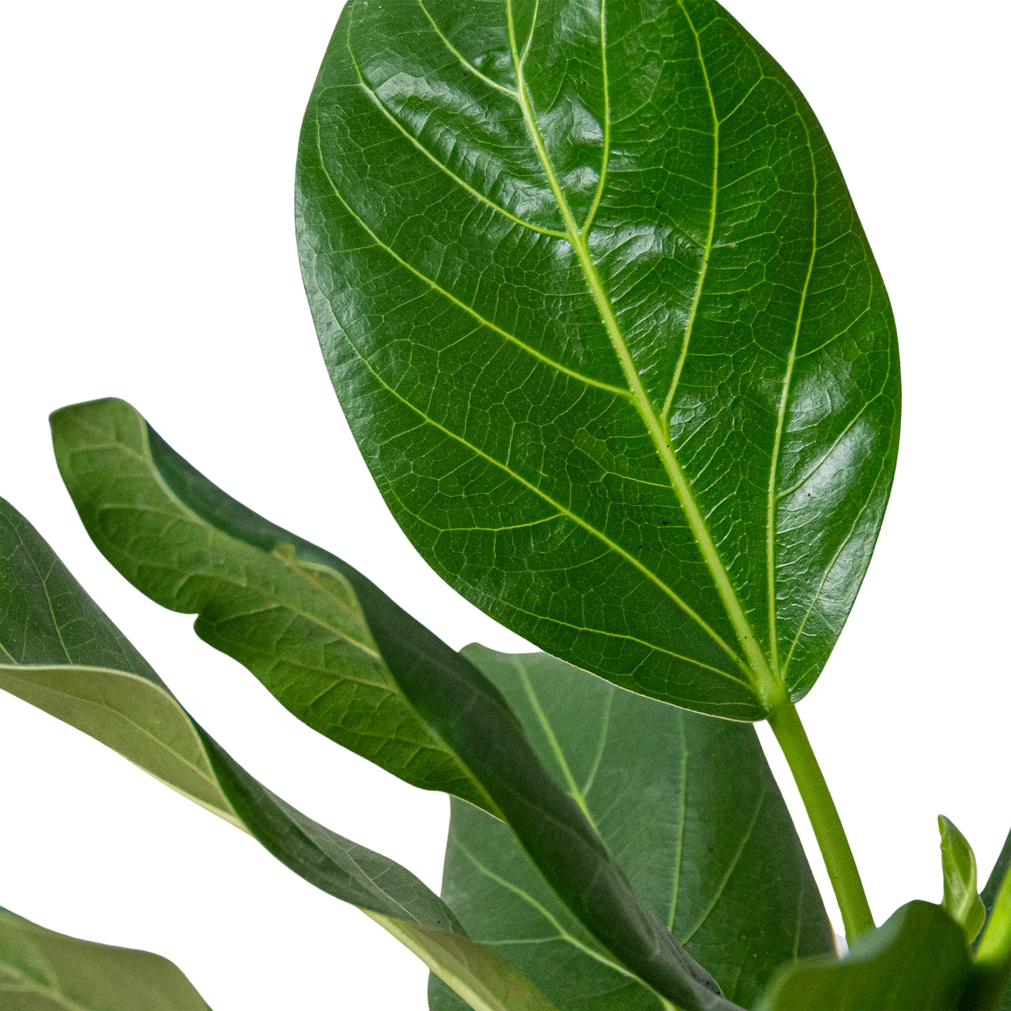 Ficus ‘Audrey’ – Hardy Low-Maintenance Indoor Plant