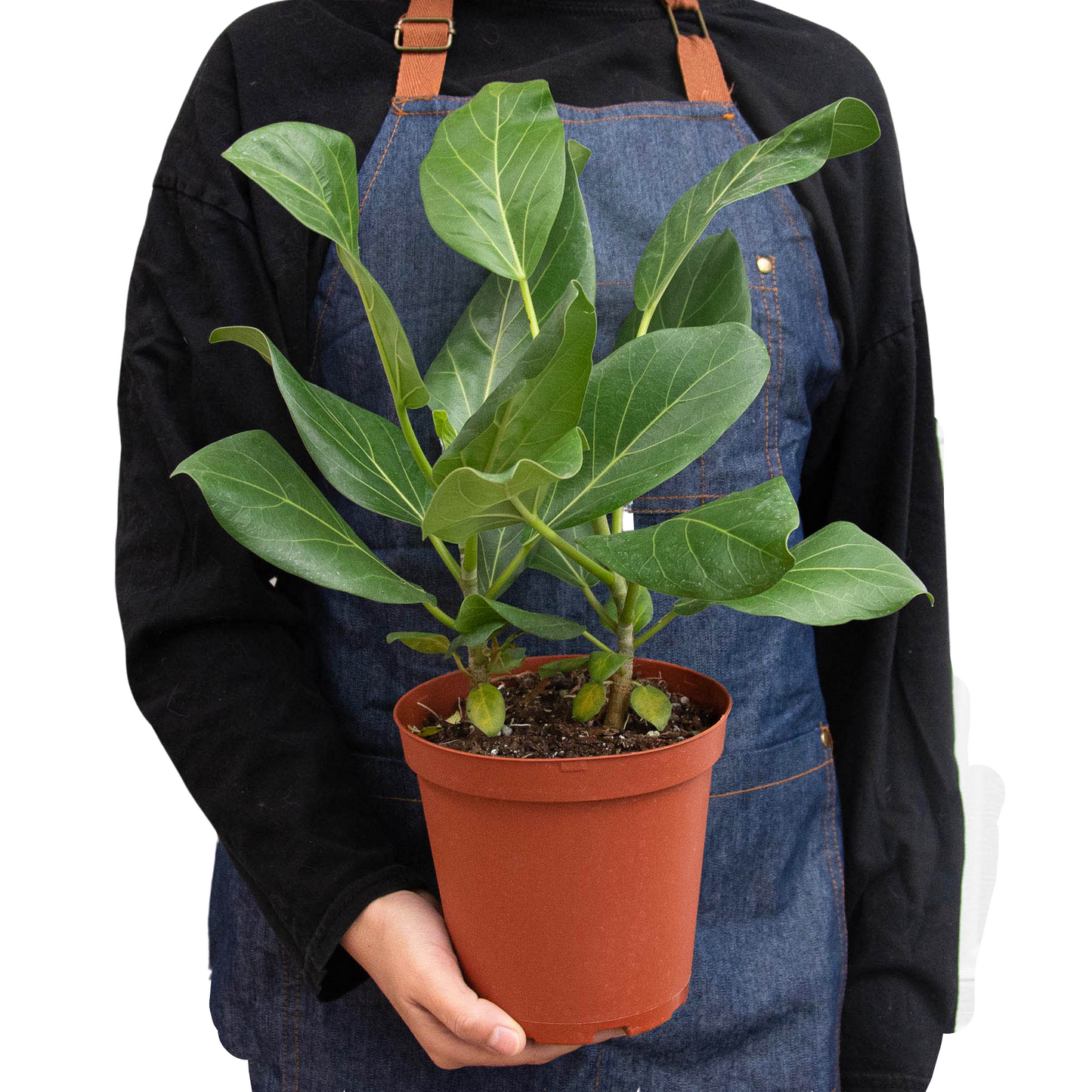 Ficus ‘Audrey’ – Hardy Low-Maintenance Indoor Plant