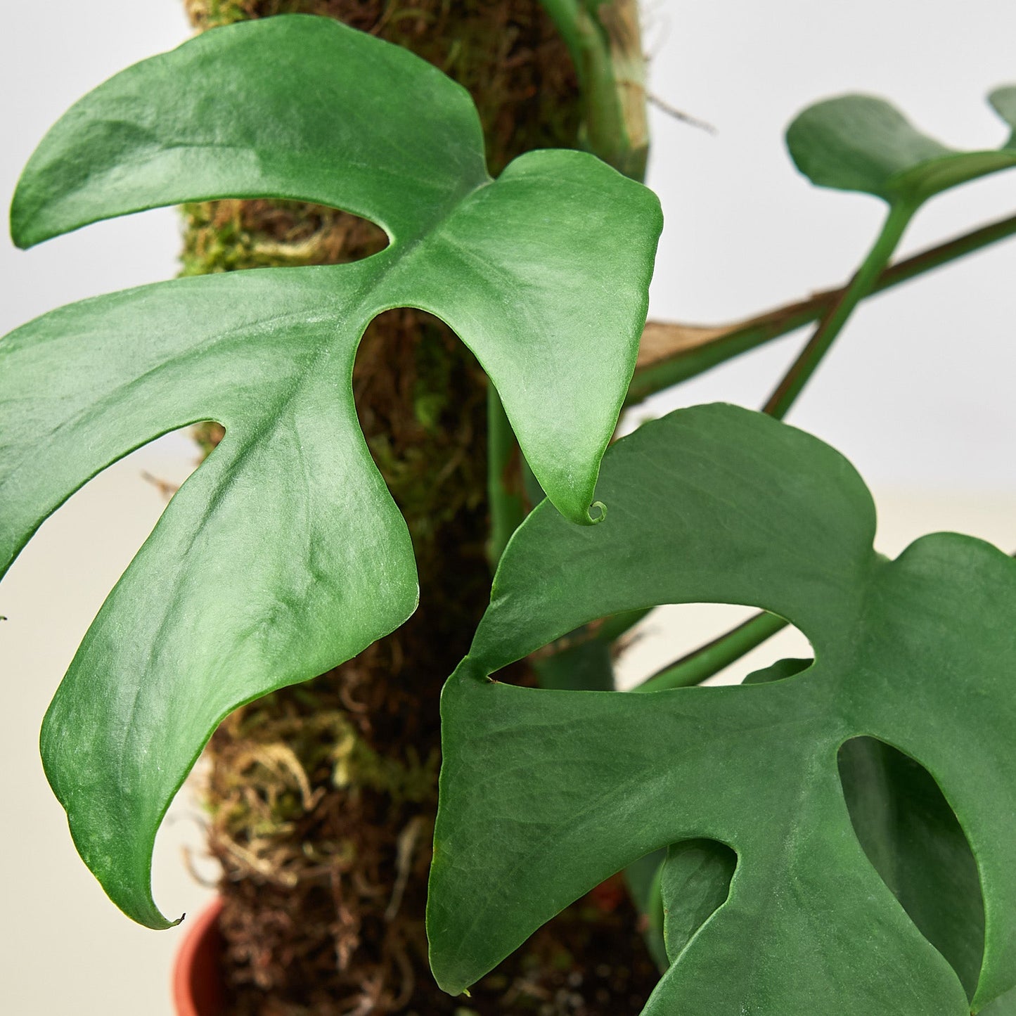 Filodendro Mini Monstera Minima