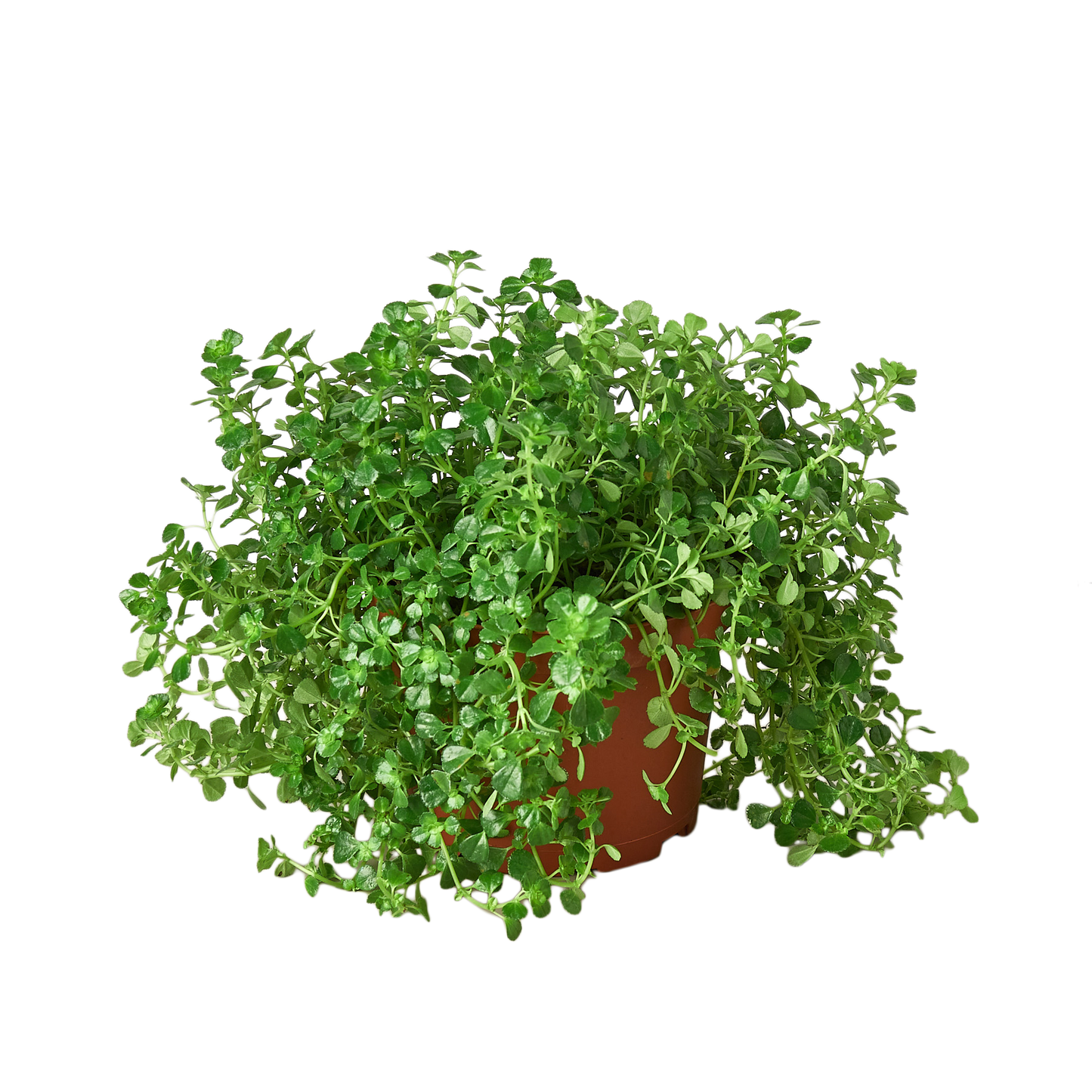 Nettle ‘Baby’s Tear’ – Dense Trailing Indoor Plant