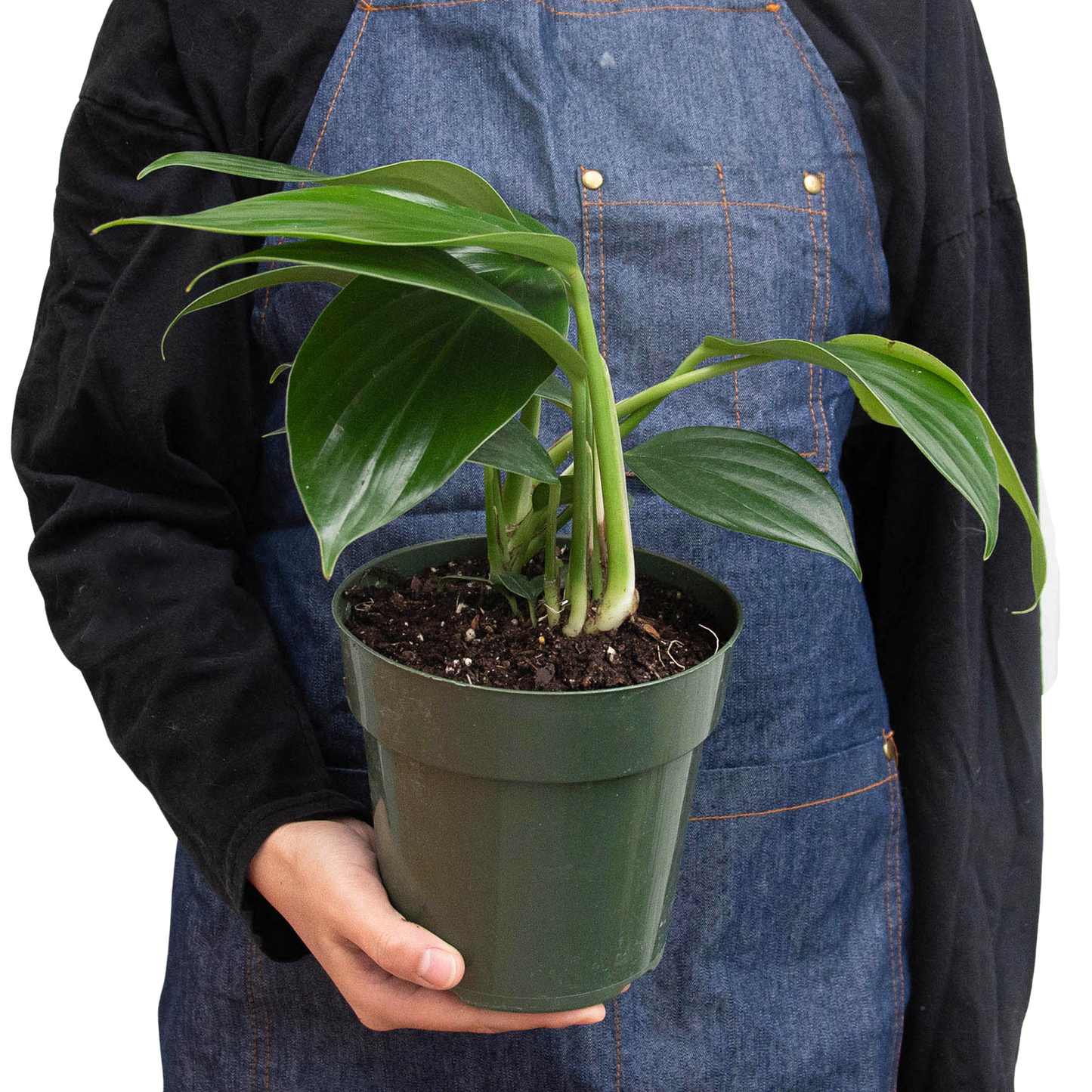 Filodendro 'Cola de Dragón'