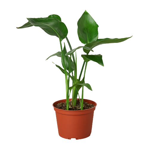 White Bird of Paradise ‘Strelitzia Nicolai’ – Large Tropical Indoor Plant