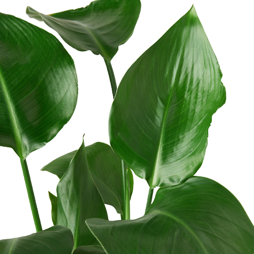 White Bird of Paradise ‘Strelitzia Nicolai’ – Large Tropical Indoor Plant