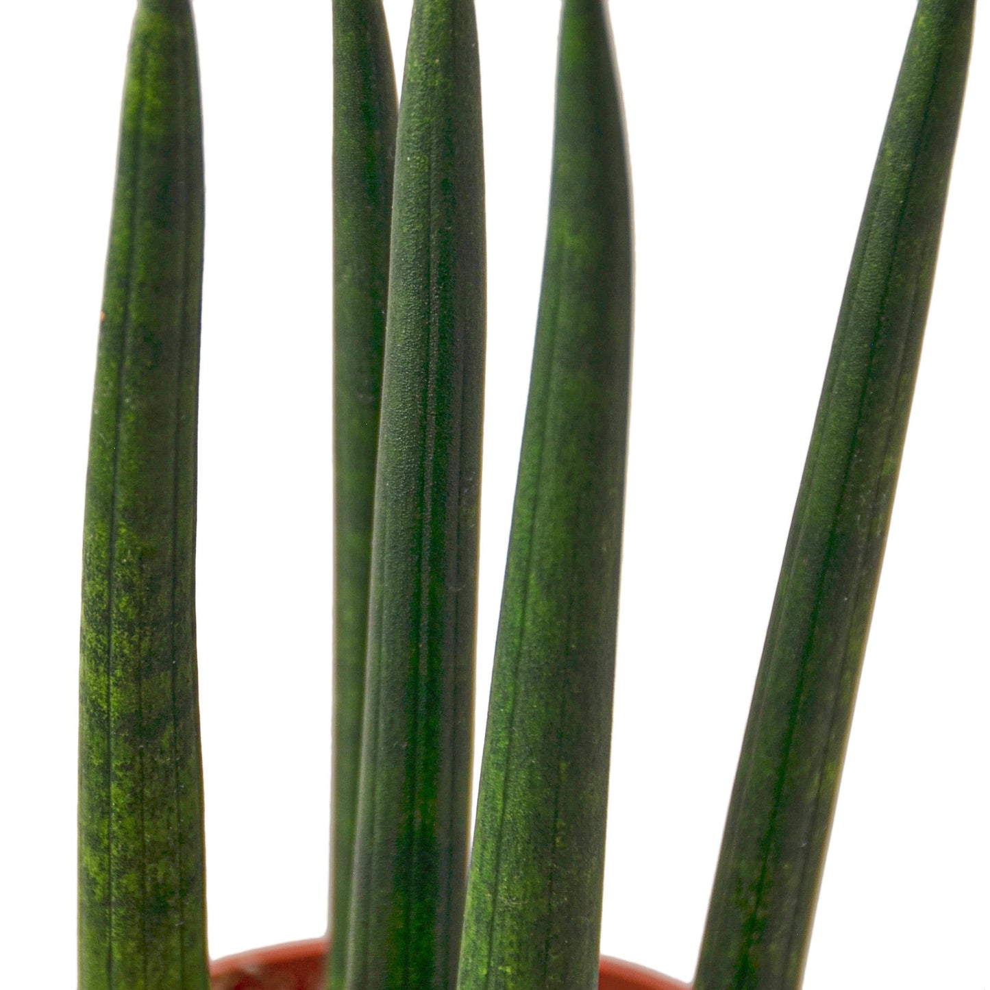 Snake Plant ‘Cylindrica’ – Sculptural Air-Purifying Indoor Plant