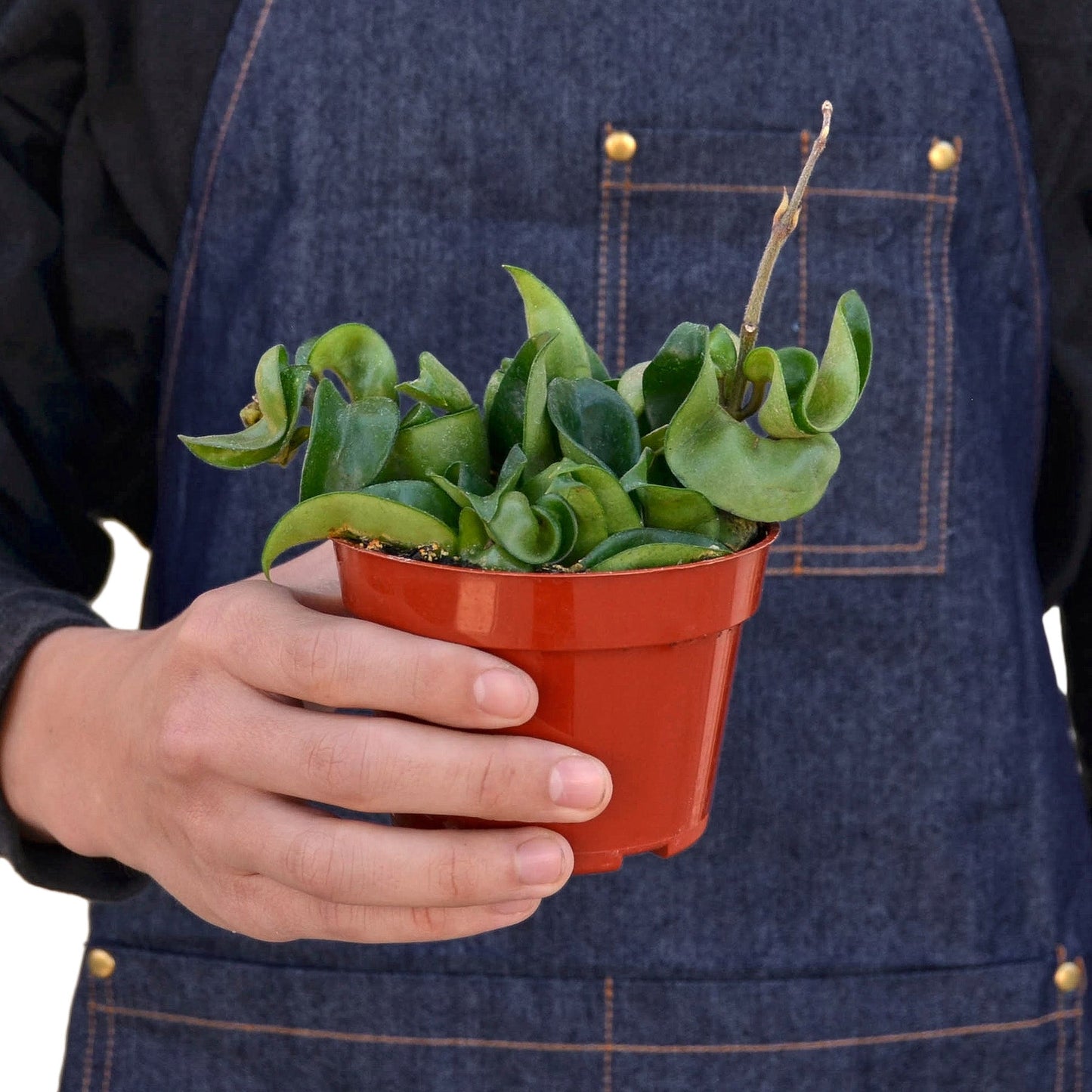 Hoya Rope Plant – Trailing Wax Plant Indoor Houseplant