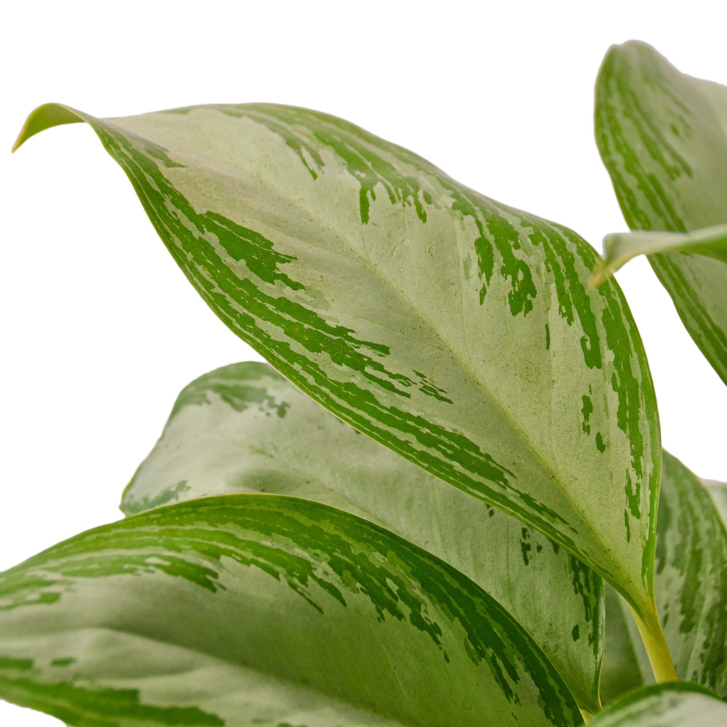 Chinese Evergreen ‘Silver Bay’ – Decorative Air-Purifying Indoor Plant