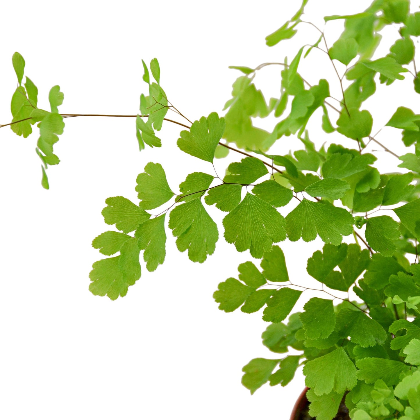Maidenhair Fern – Delicate Air-Purifying Indoor Fern