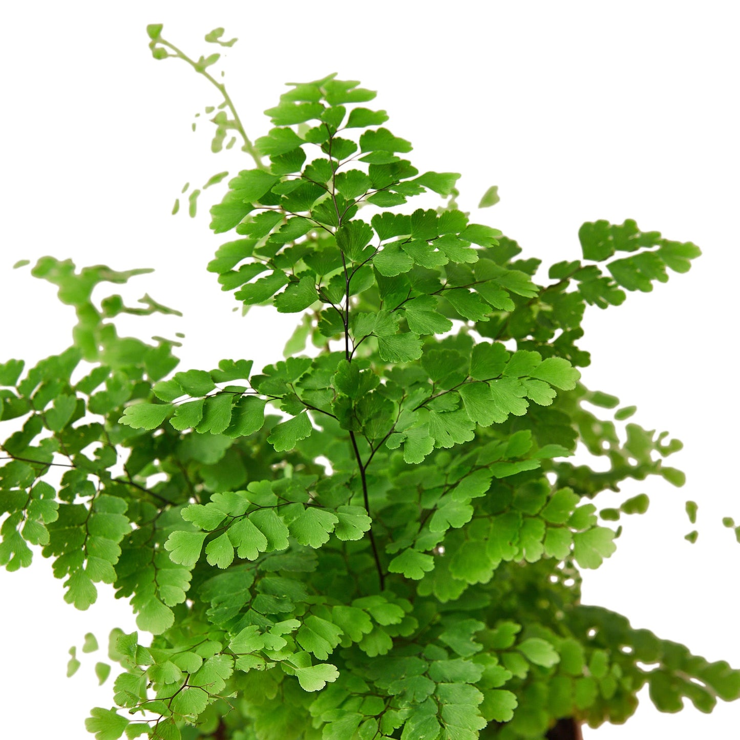 Maidenhair Fern – Delicate Air-Purifying Indoor Fern