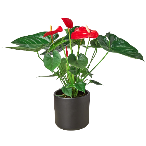 Anthurium 'Red'