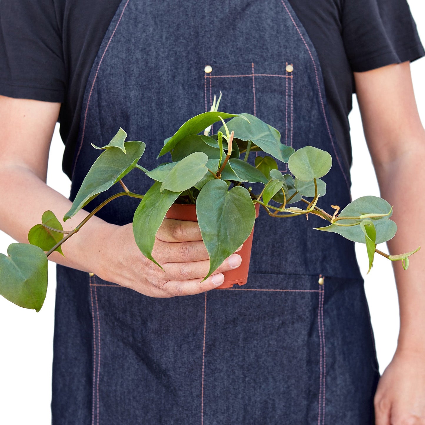 Philodendron Cordatum ‘Heartleaf’ – Classic Trailing Indoor Plant
