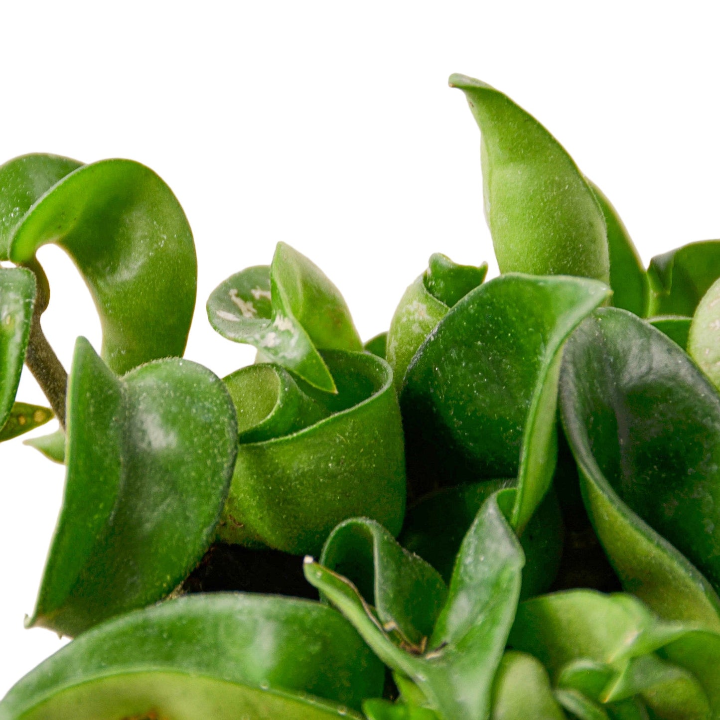 Hoya Rope Plant – Trailing Wax Plant Indoor Houseplant