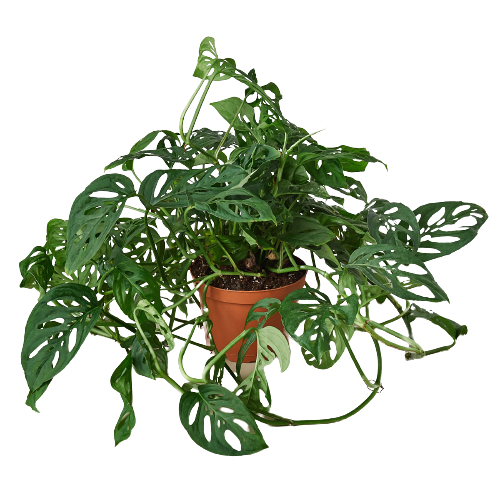 Monstera Adansonii ‘Swiss Cheese’ – Popular Trailing Indoor Houseplant
