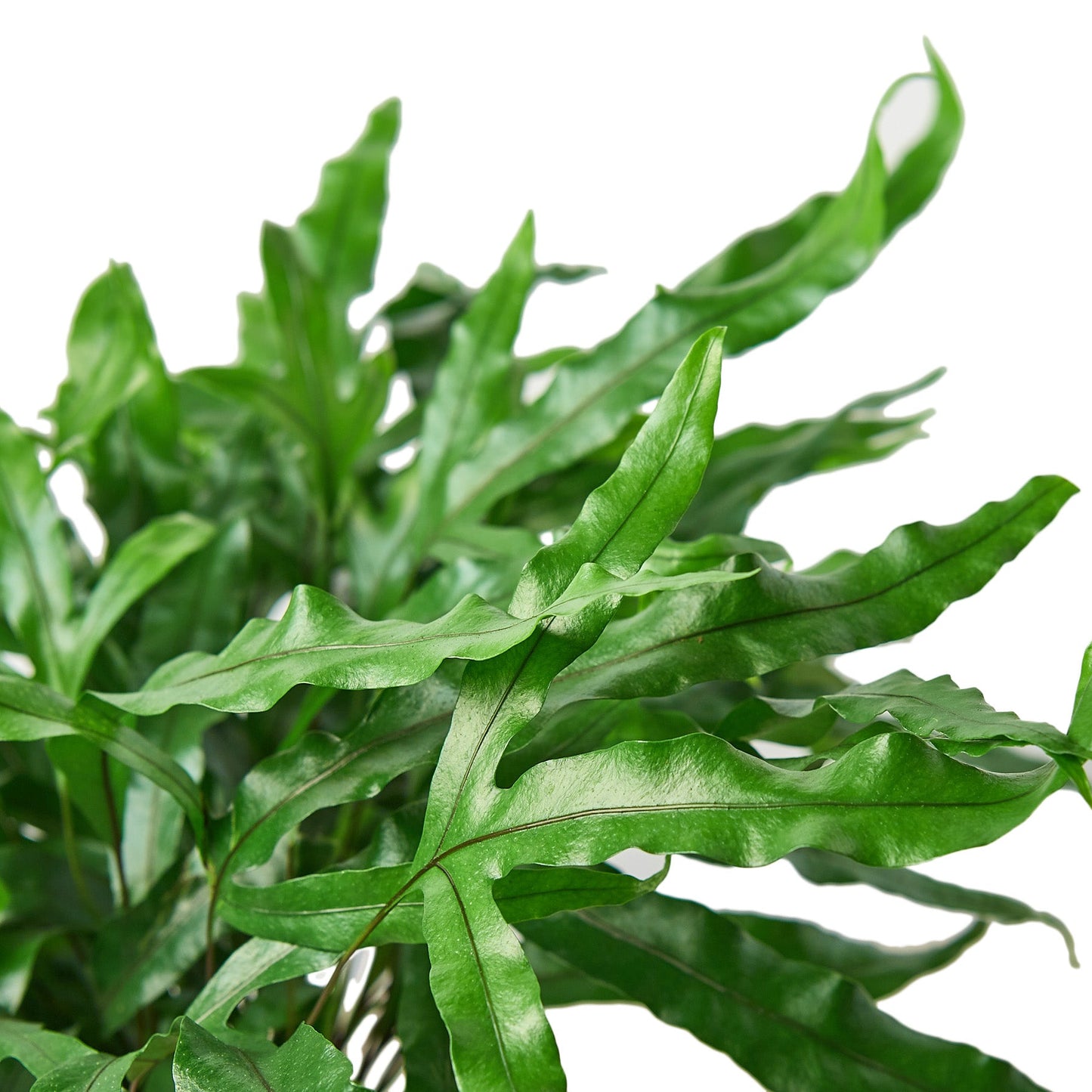 Fern ‘Kangaroo Paw’ – Unique Hardy Indoor Houseplant