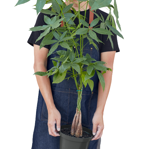 Money Tree ‘Guiana Chestnut’ (Pachira Braid) – Prosperity Indoor Plant