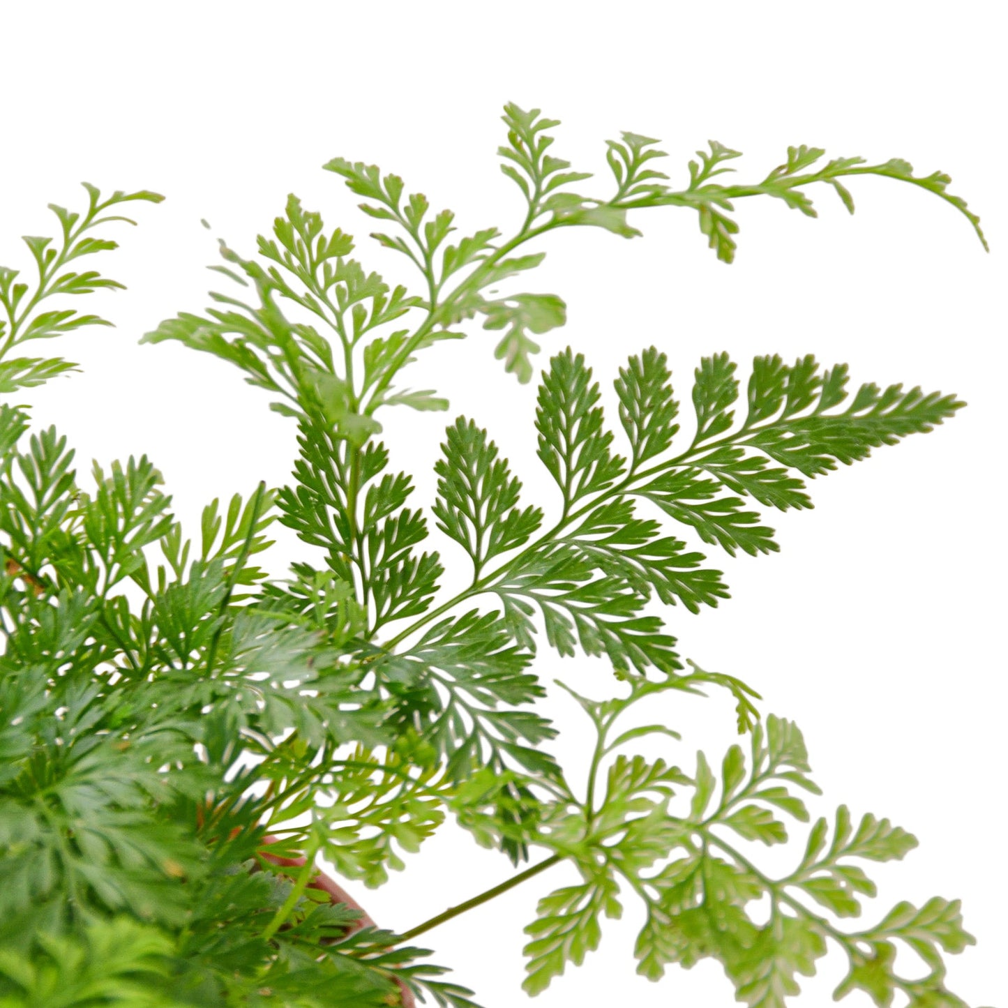 Rabbit’s Foot Fern – Unique Hardy Low-Maintenance Indoor Plant