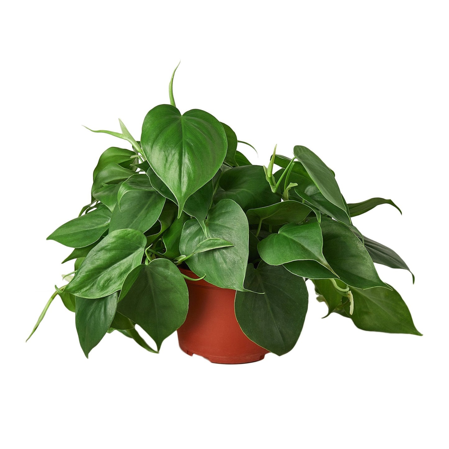 Philodendron Cordatum ‘Heartleaf’ – Classic Trailing Indoor Plant