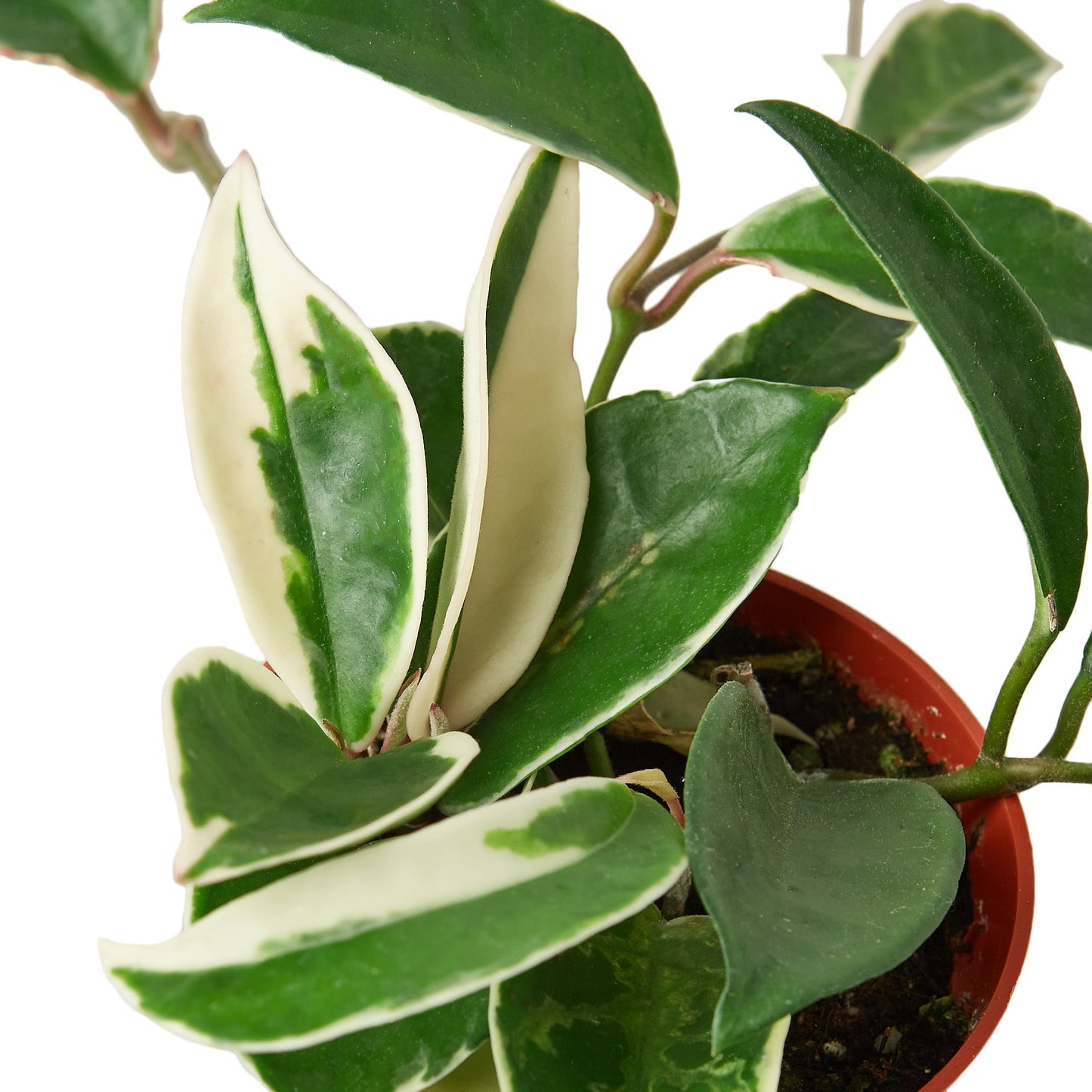 Hoya Carnosa ‘Tricolor’ – Variegated Wax Plant Indoor Houseplant