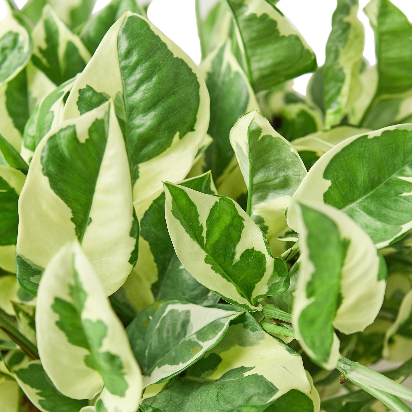 Pothos ‘N’Joy’ – Variegated Low-Maintenance Trailing Indoor Plant