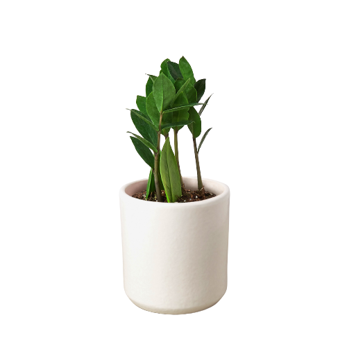 ZZ Plant (Zamioculcas Zamiifolia) – Hardy Low-Light Indoor Houseplant