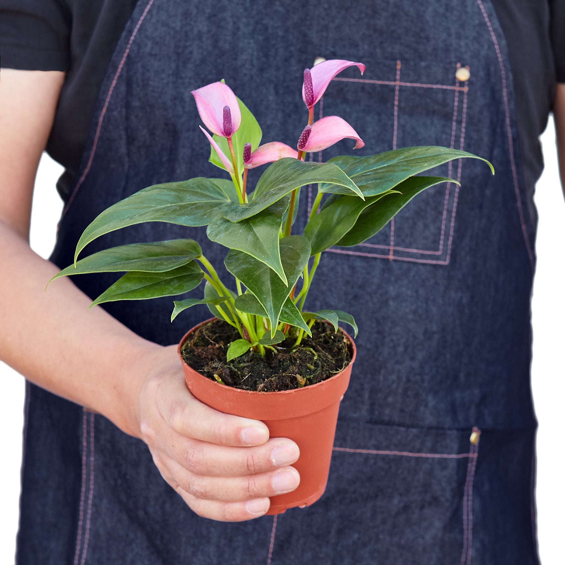 Purple Anthurium Plant
