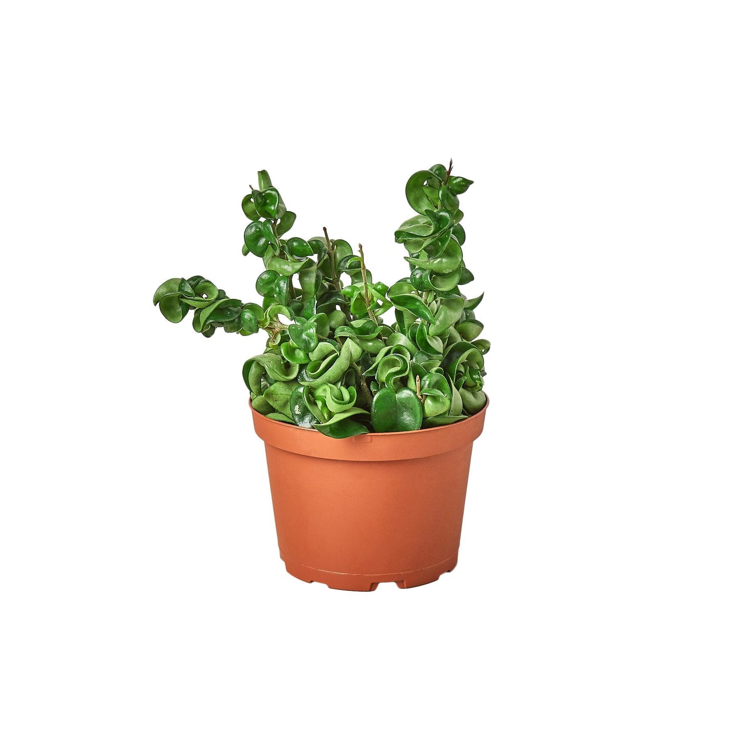 Hoya Rope Plant – Trailing Wax Plant Indoor Houseplant