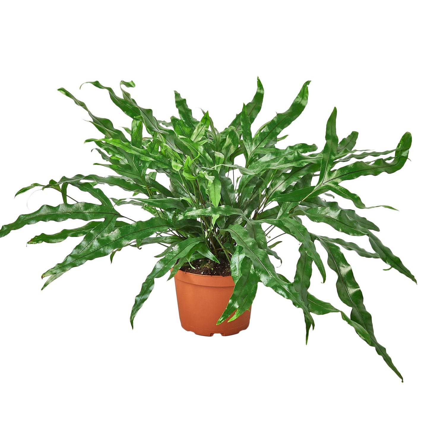 Fern ‘Kangaroo Paw’ – Unique Hardy Indoor Houseplant