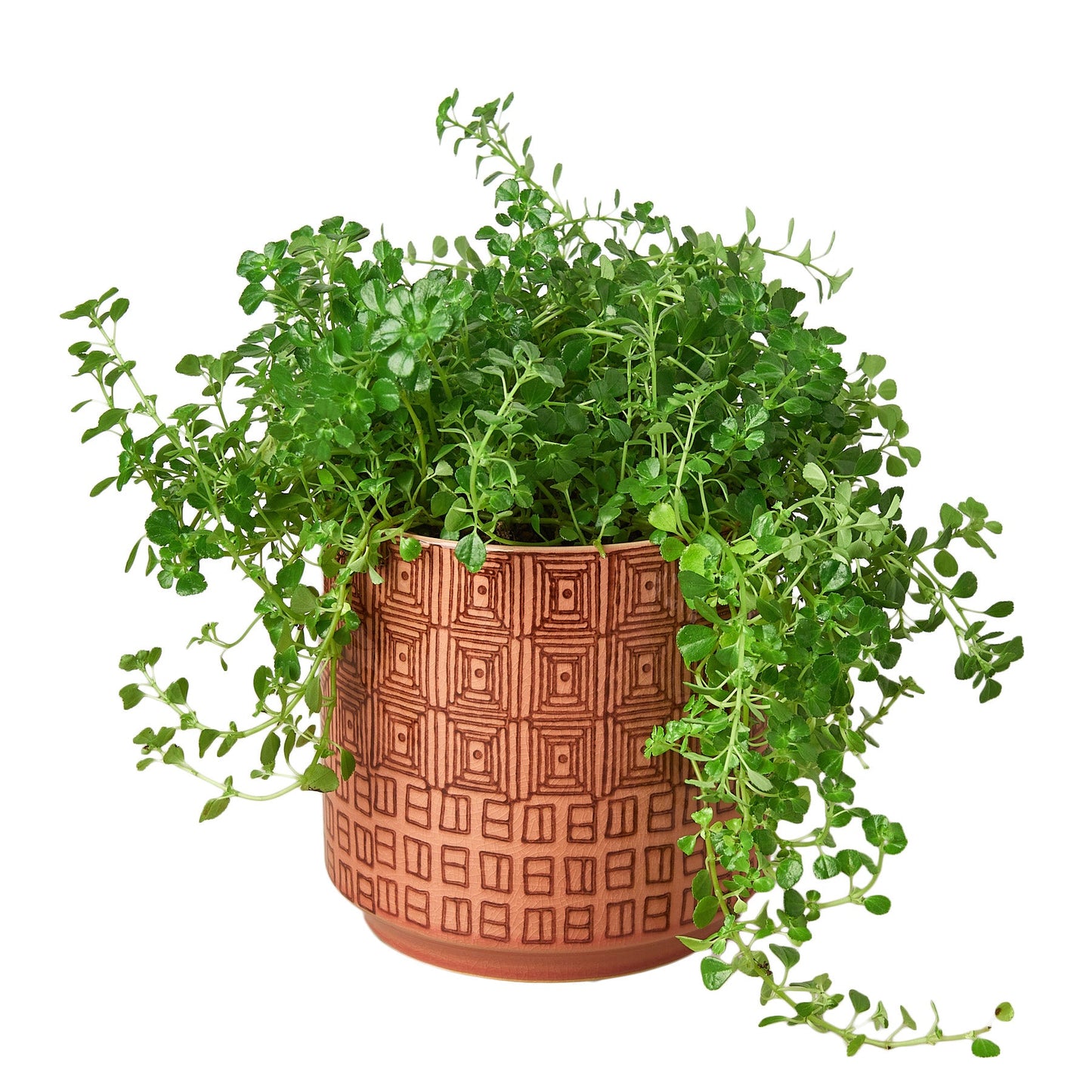 Pepe Planter – 6.5 Inch Modern Indoor Plant Pot (Green/Pink)