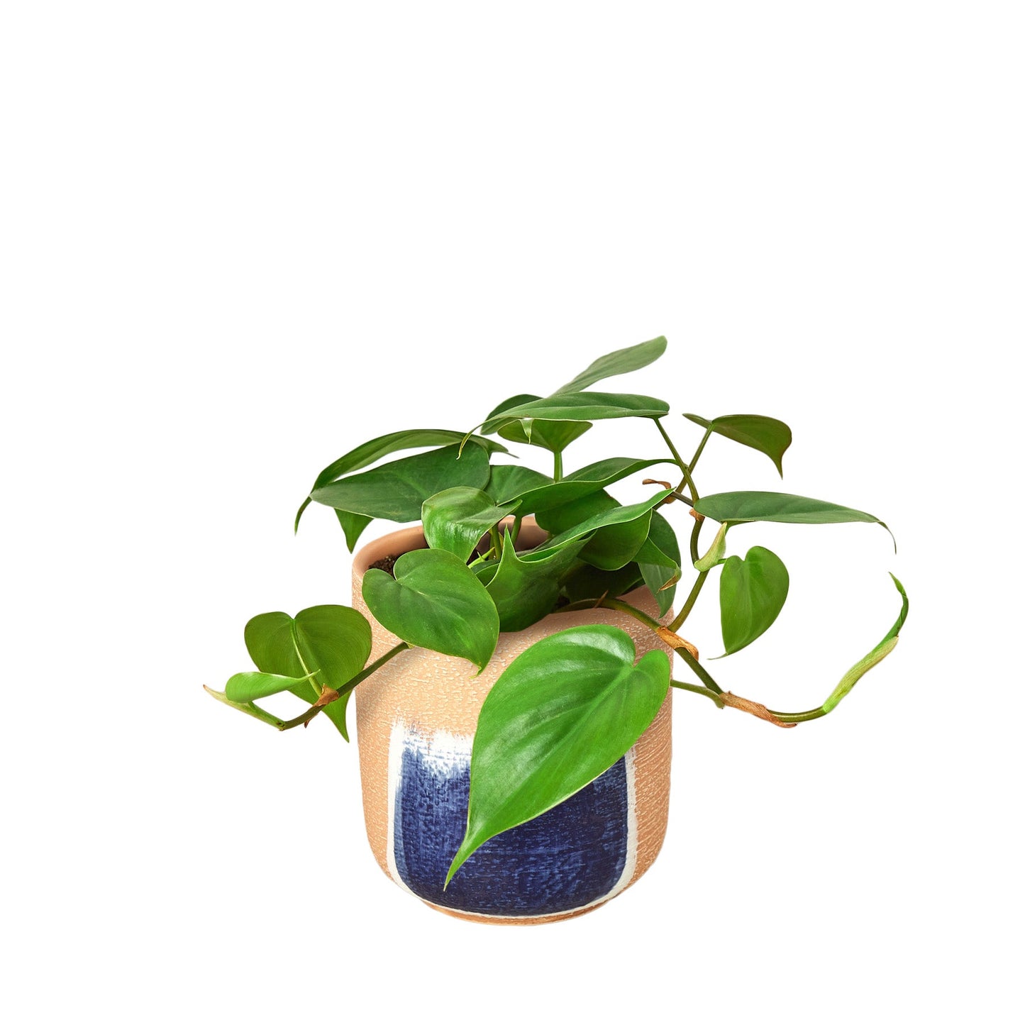 Philodendron Cordatum ‘Heartleaf’ – Classic Trailing Indoor Plant
