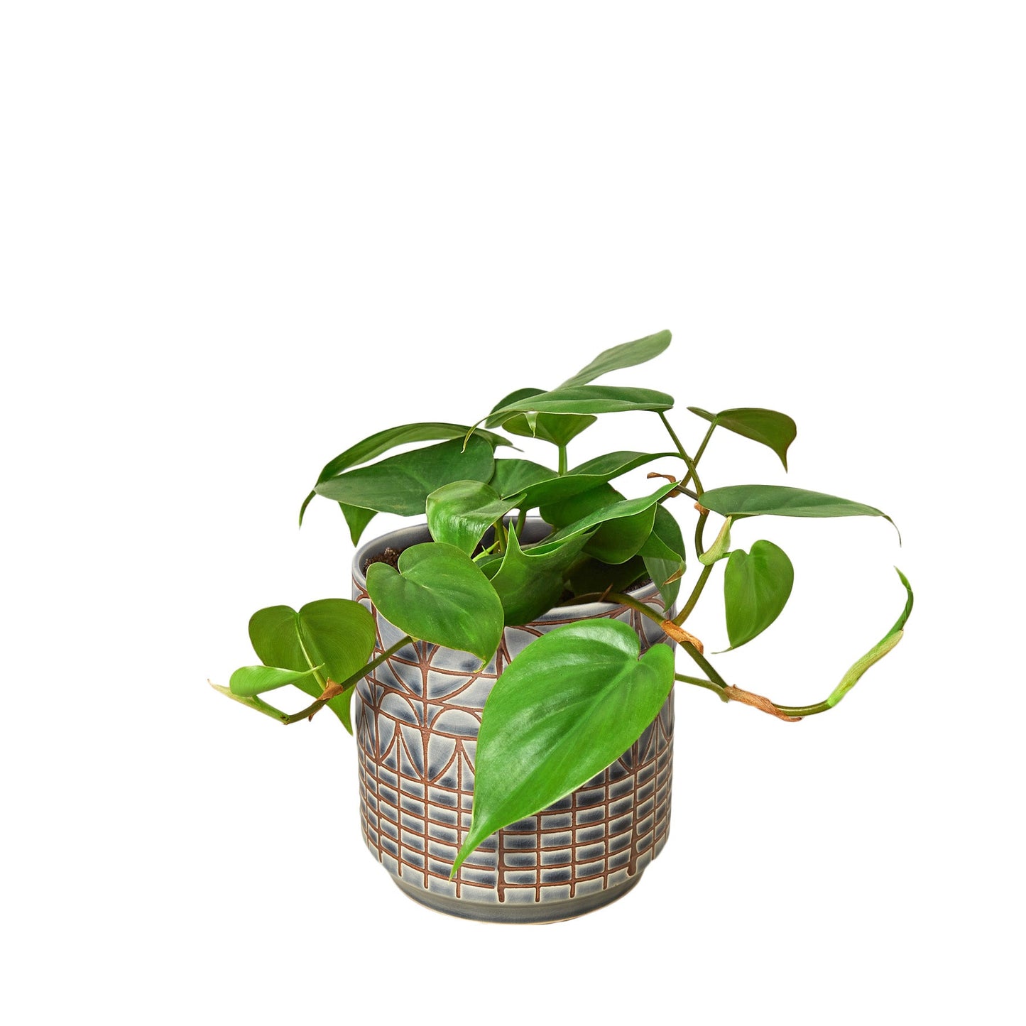 Philodendron Cordatum ‘Heartleaf’ – Classic Trailing Indoor Plant
