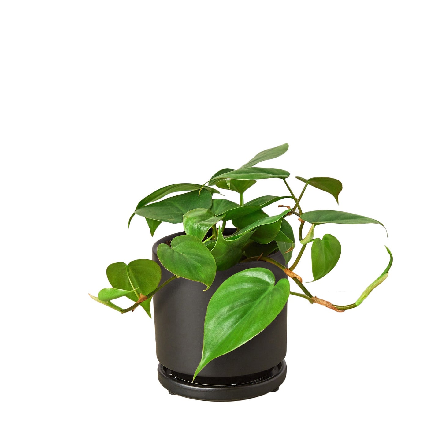 Philodendron Cordatum ‘Heartleaf’ – Classic Trailing Indoor Plant