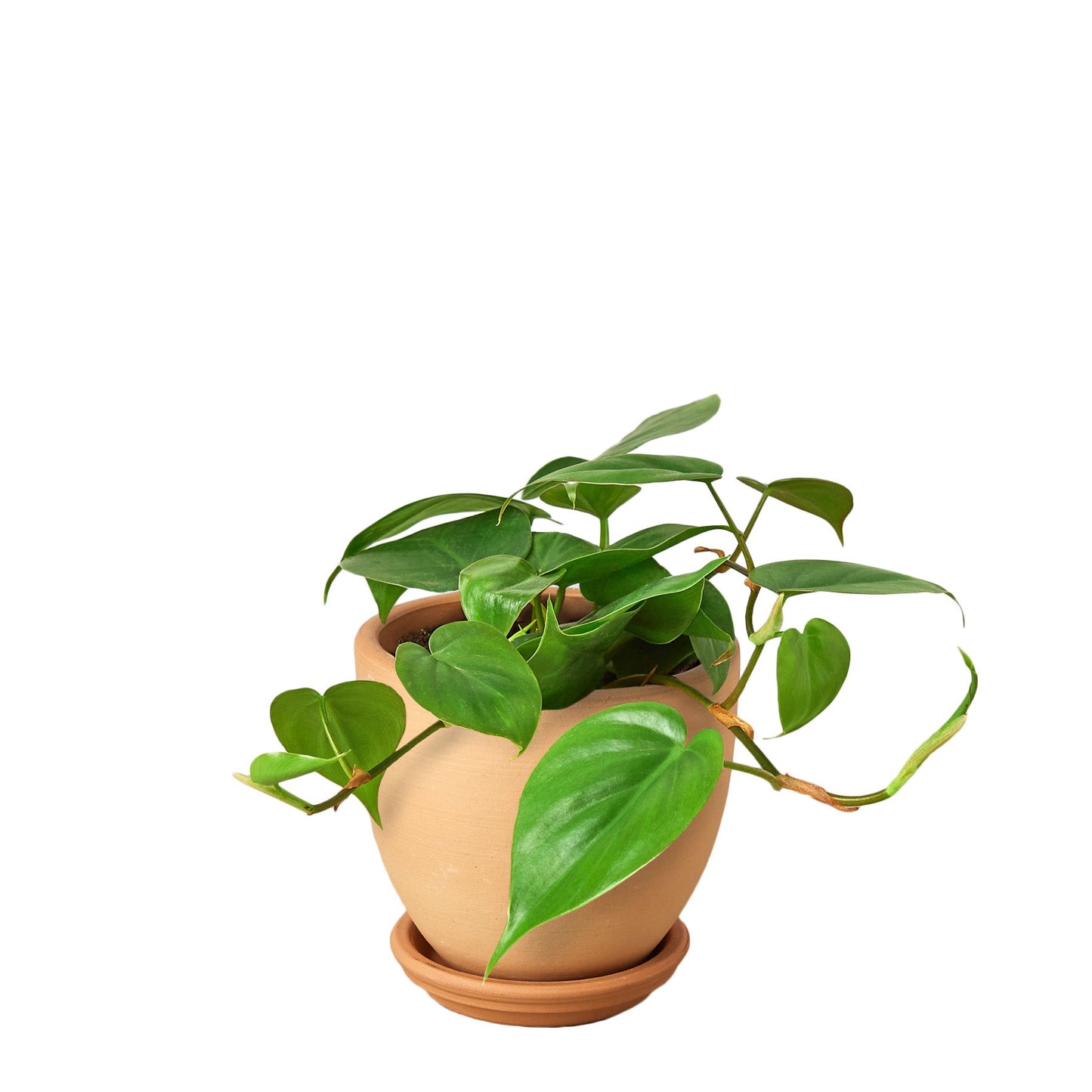 Philodendron Cordatum ‘Heartleaf’ – Classic Trailing Indoor Plant