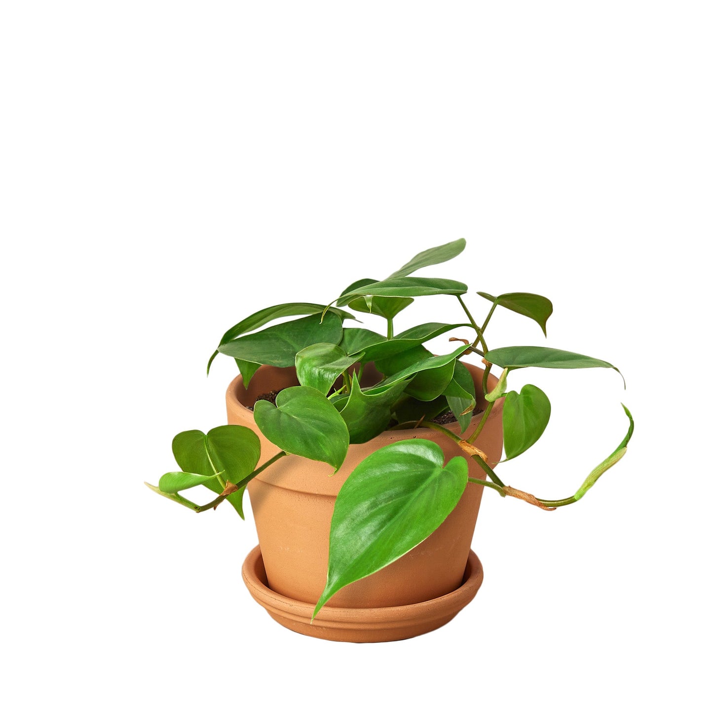 Philodendron Cordatum ‘Heartleaf’ – Classic Trailing Indoor Plant