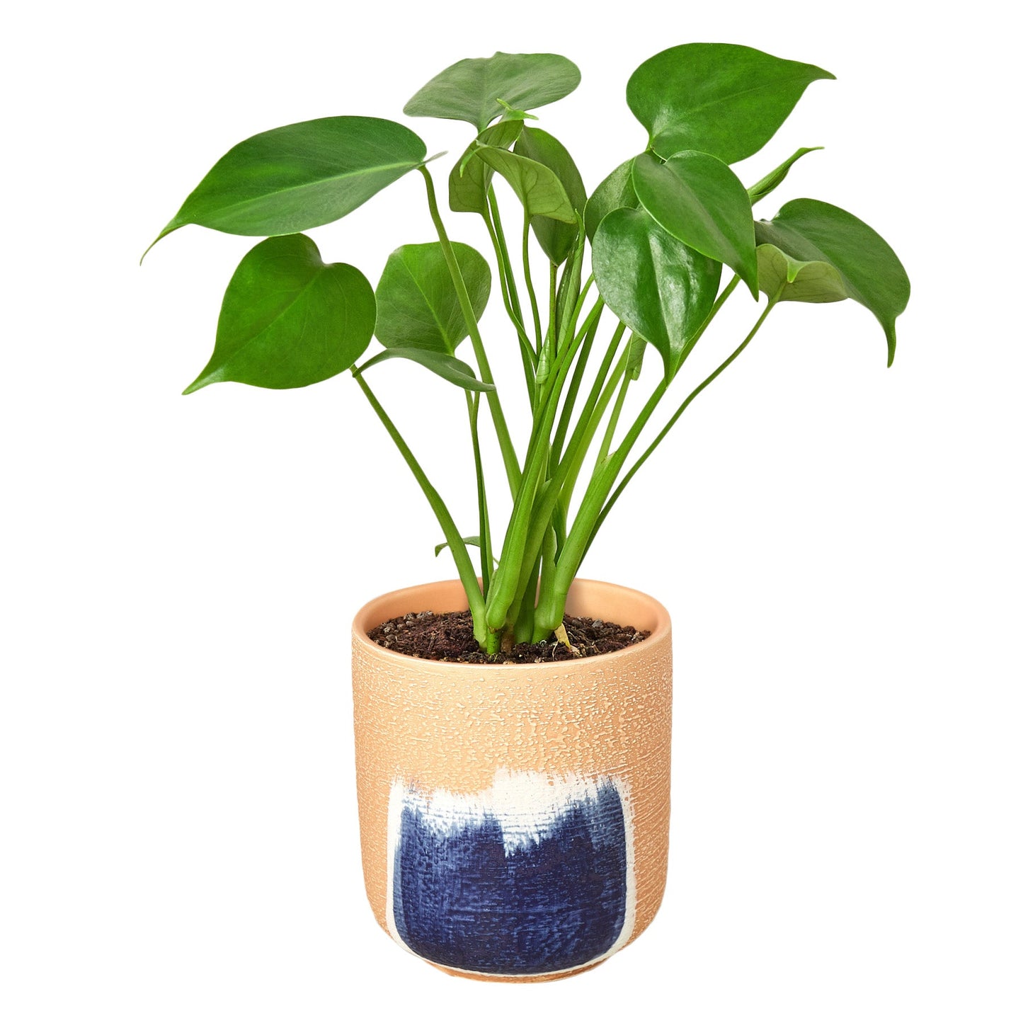 Philodendron Monstera Split-Leaf – Large Statement Tropical Indoor Plant