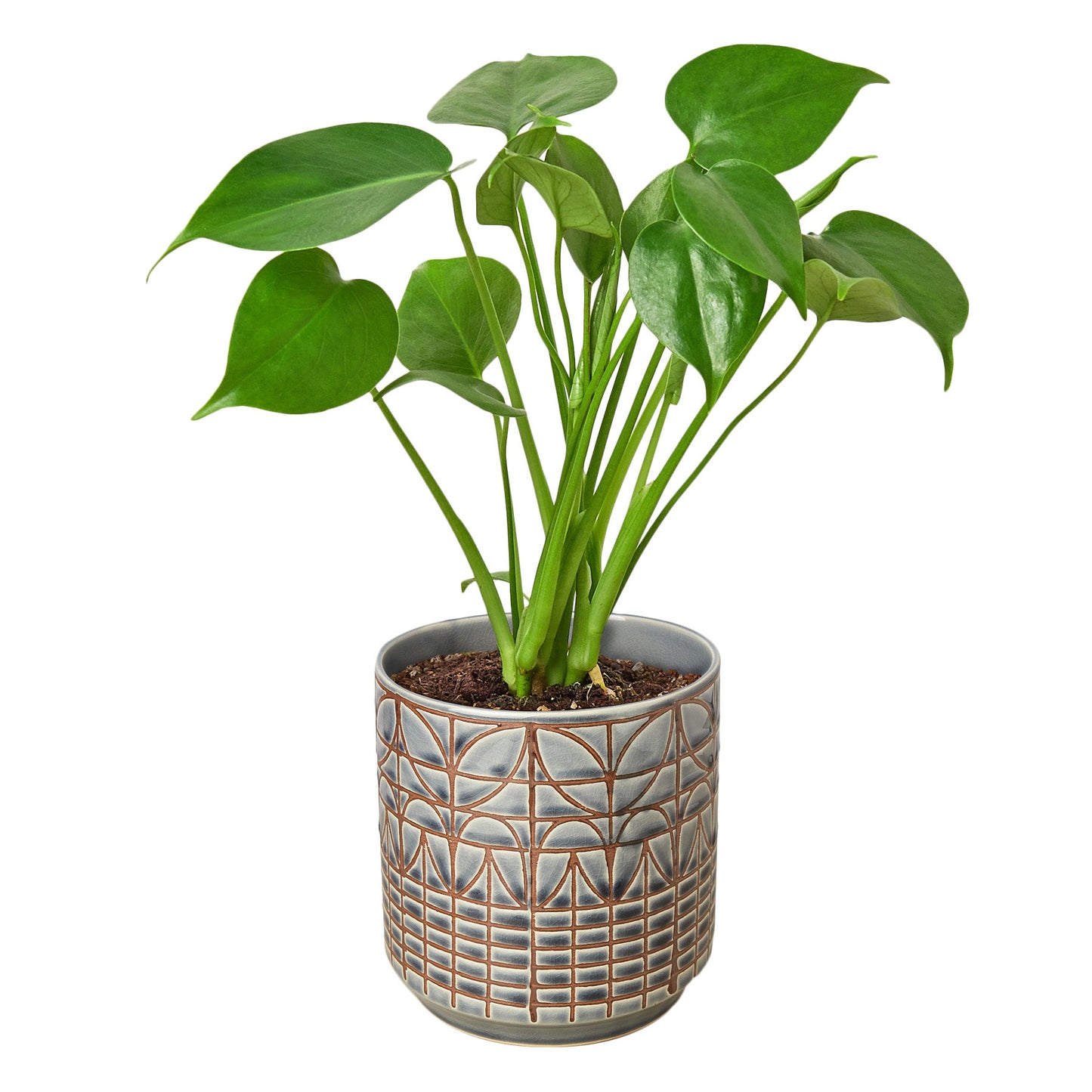 Philodendron Monstera Split-Leaf – Large Statement Tropical Indoor Plant