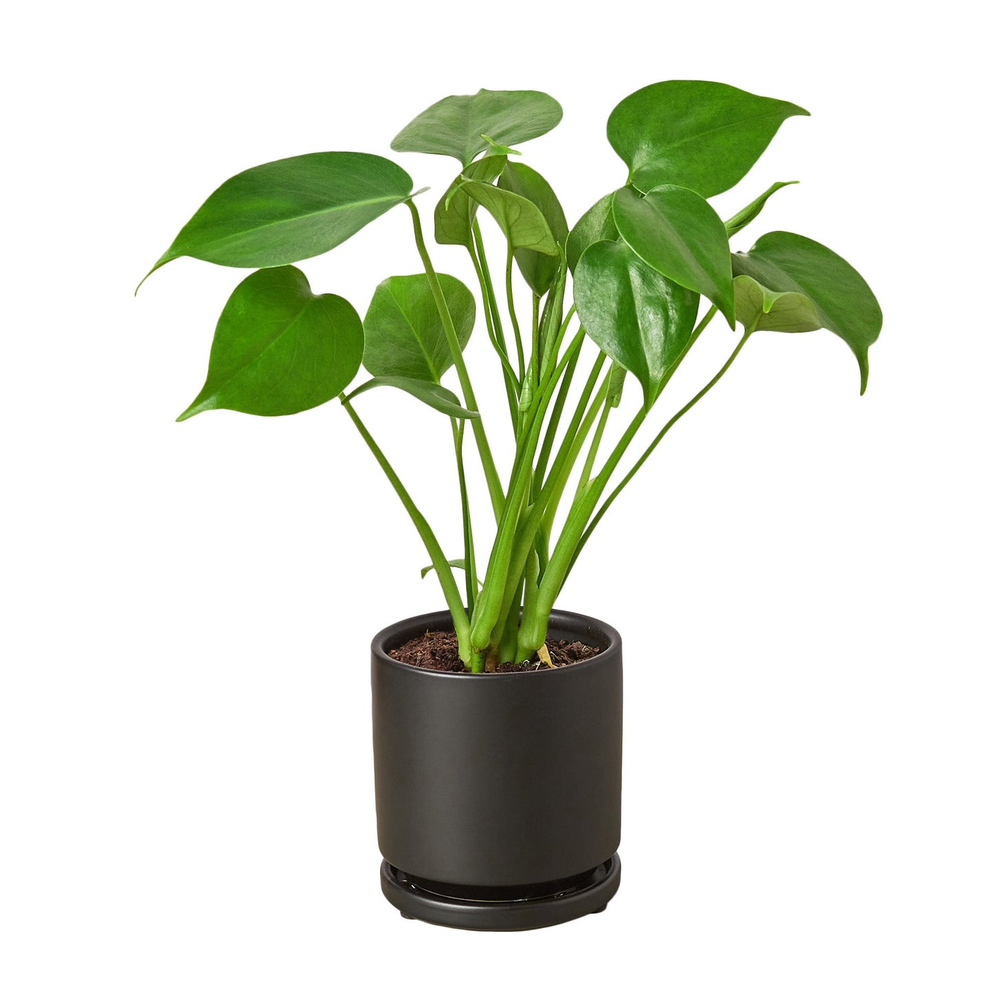 Philodendron Monstera Split-Leaf – Large Statement Tropical Indoor Plant