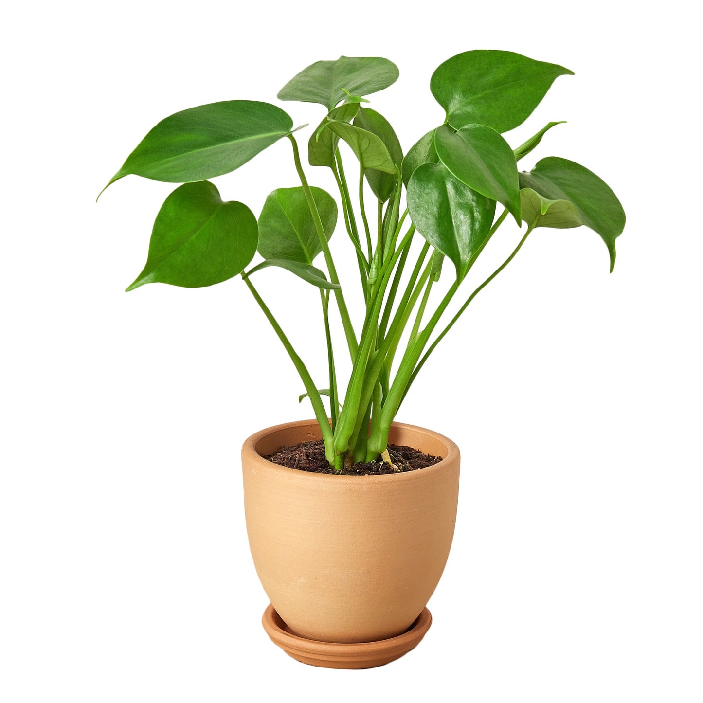 Philodendron Monstera Split-Leaf – Large Statement Tropical Indoor Plant