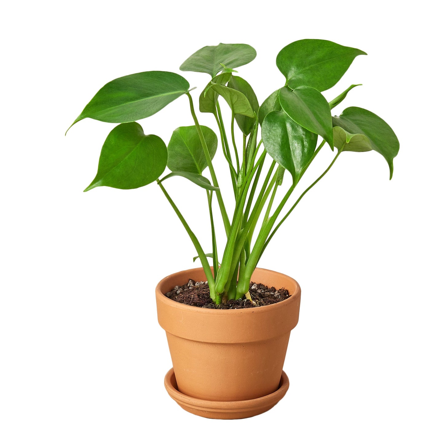 Philodendron Monstera Split-Leaf – Large Statement Tropical Indoor Plant