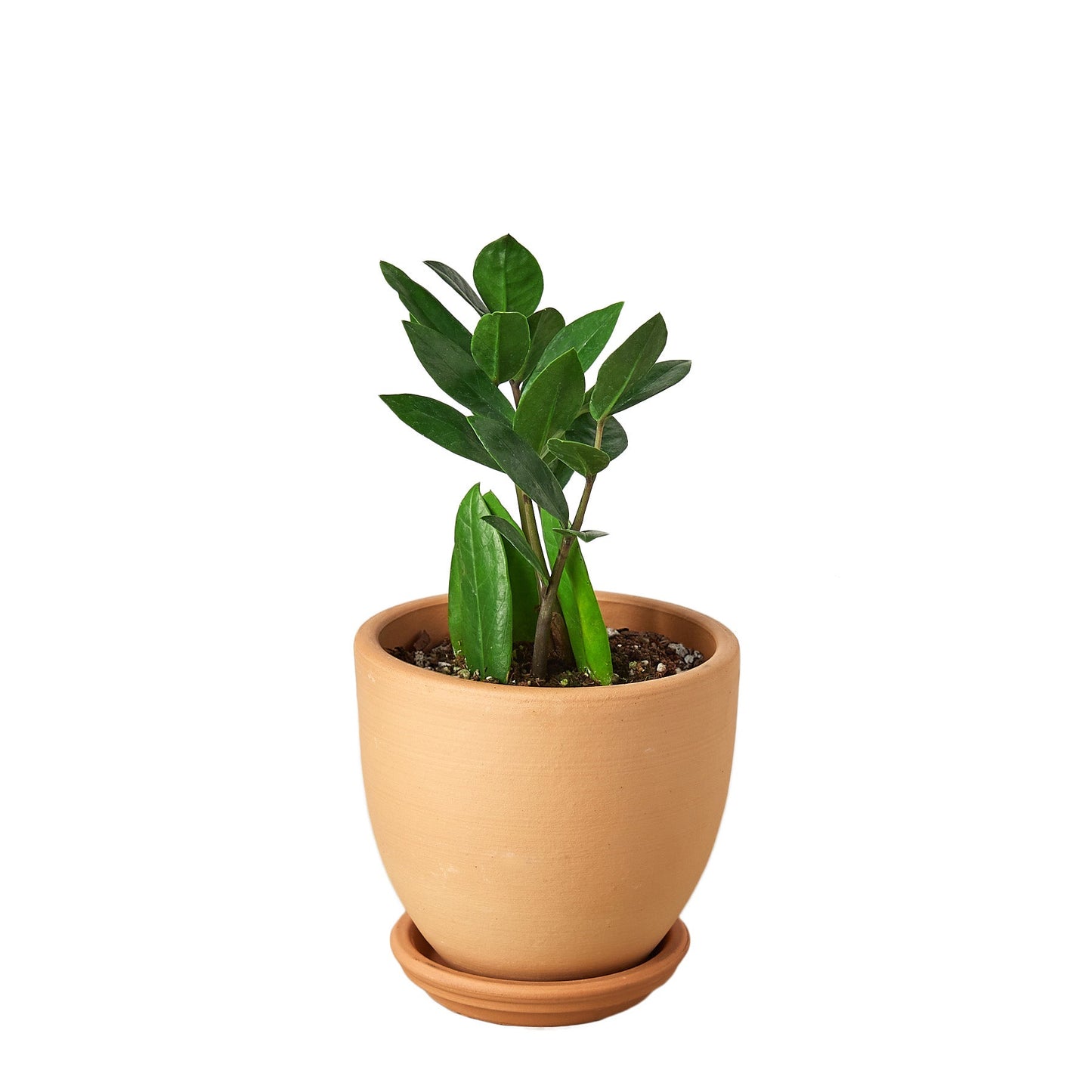 ZZ Plant (Zamioculcas Zamiifolia) – Hardy Low-Light Indoor Houseplant