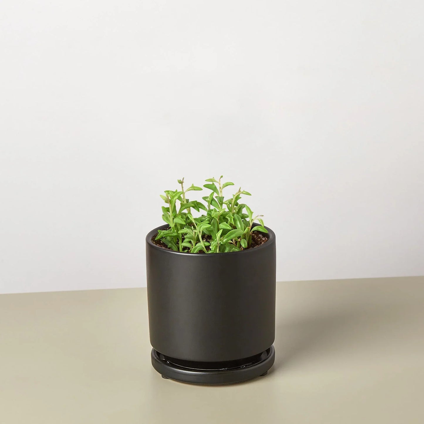 Succulent ‘String of Dolphins’ – Unique Trailing Indoor Succulent Plant