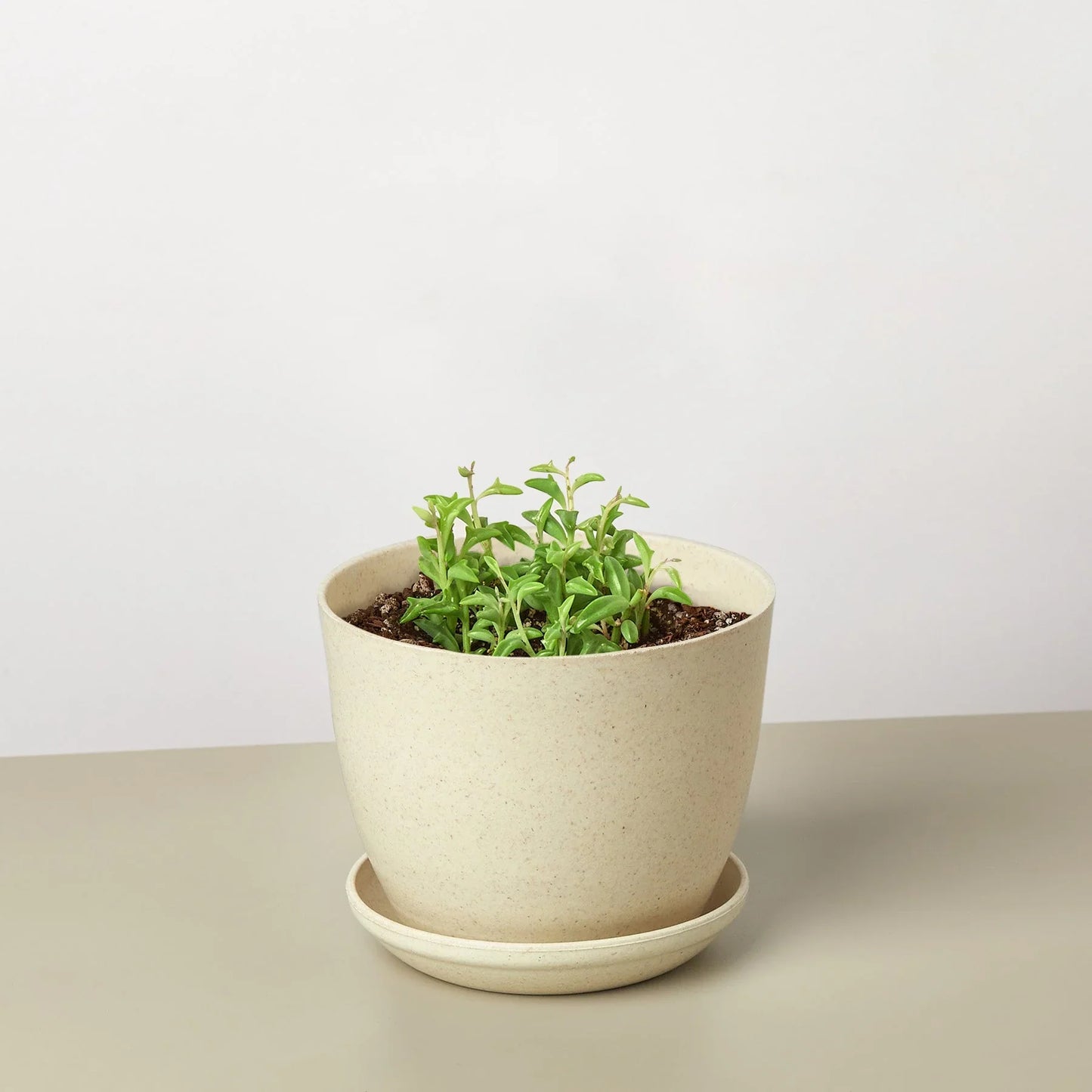 Succulent ‘String of Dolphins’ – Unique Trailing Indoor Succulent Plant