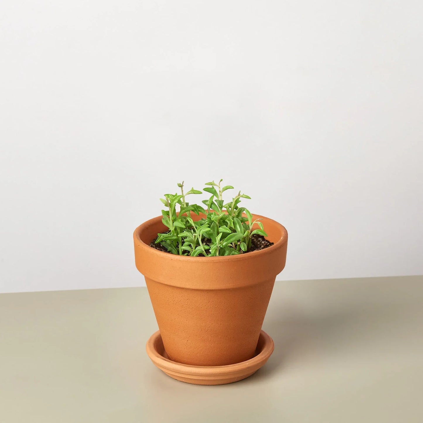 Succulent ‘String of Dolphins’ – Unique Trailing Indoor Succulent Plant