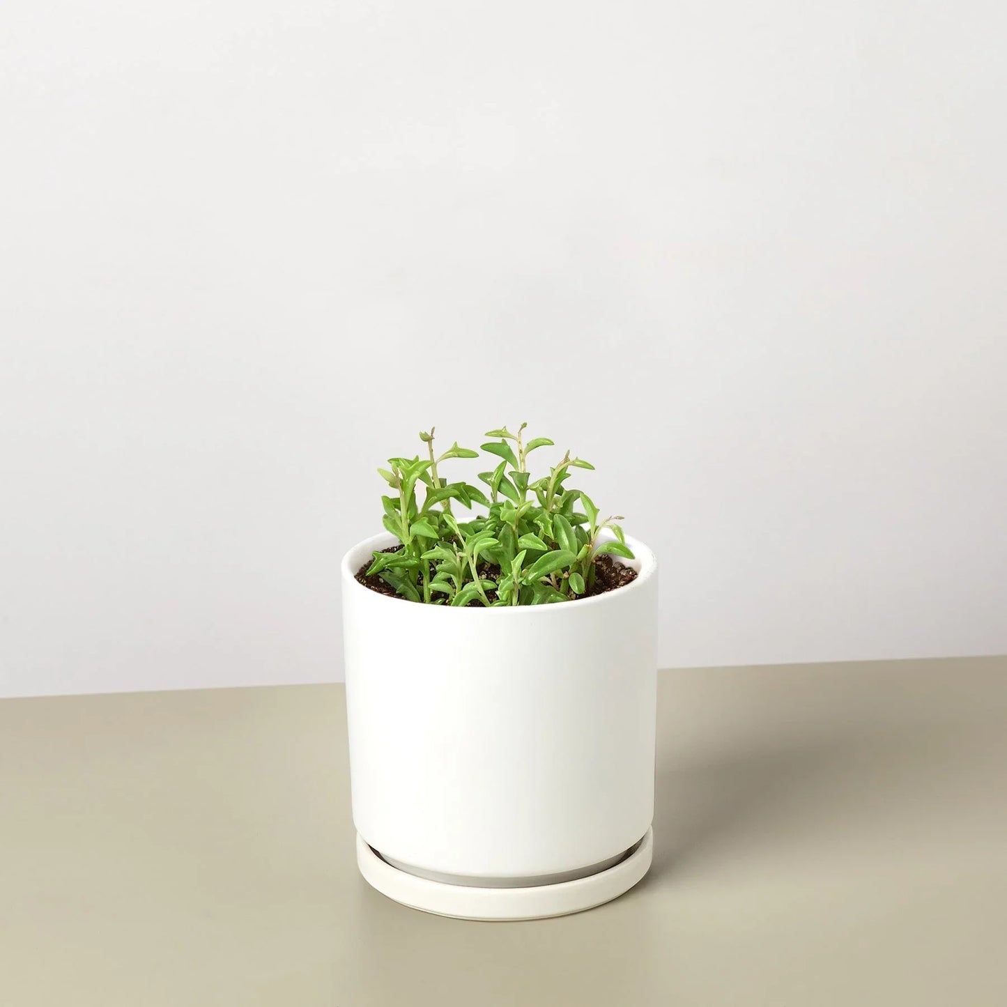 Succulent ‘String of Dolphins’ – Unique Trailing Indoor Succulent Plant