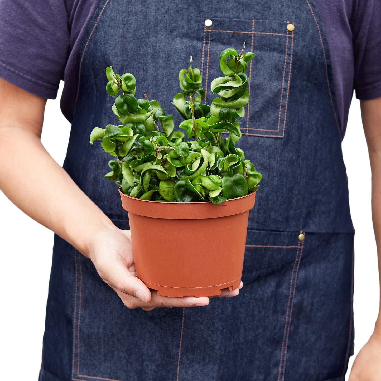 Hoya Rope Plant – Trailing Wax Plant Indoor Houseplant