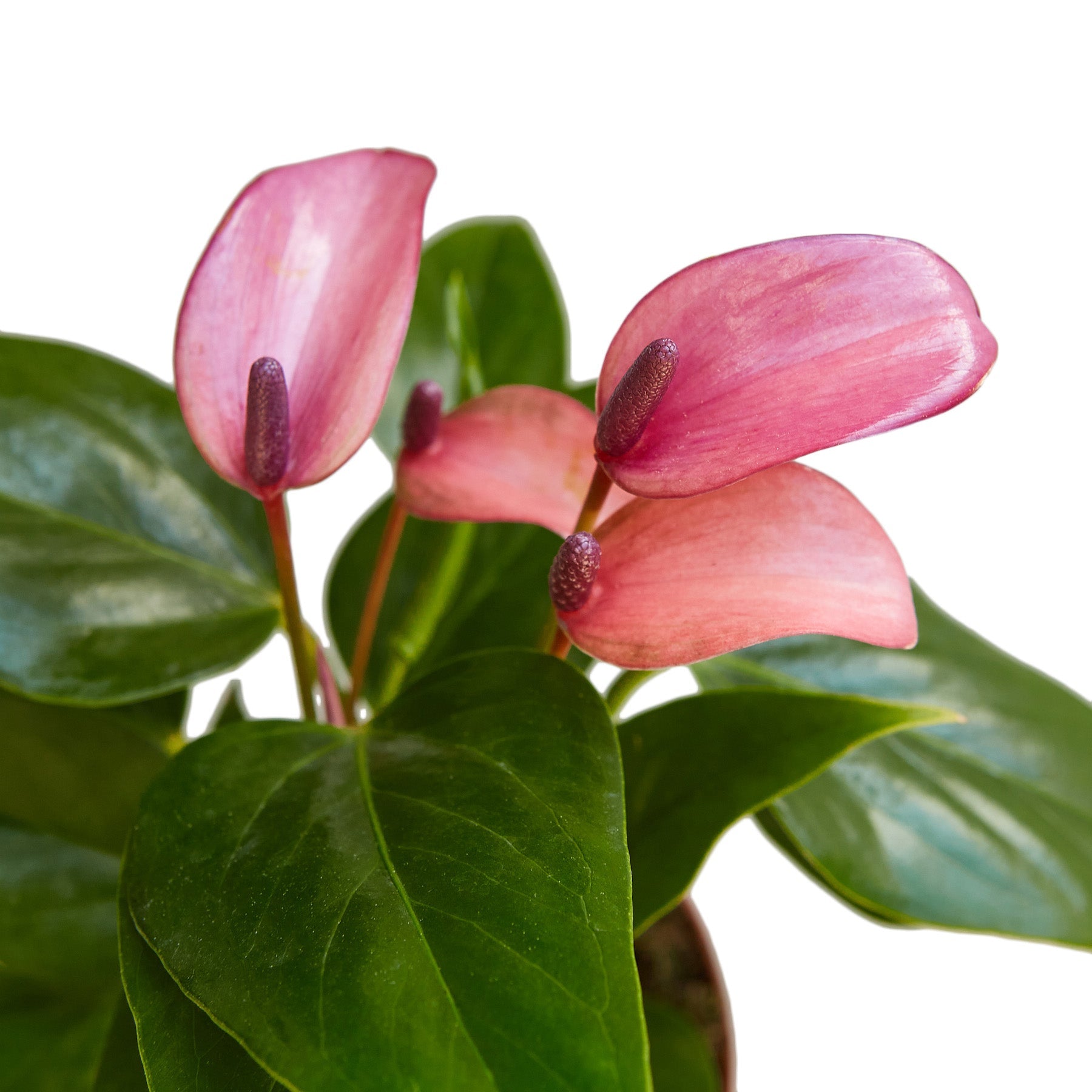 Purple Anthurium Plant