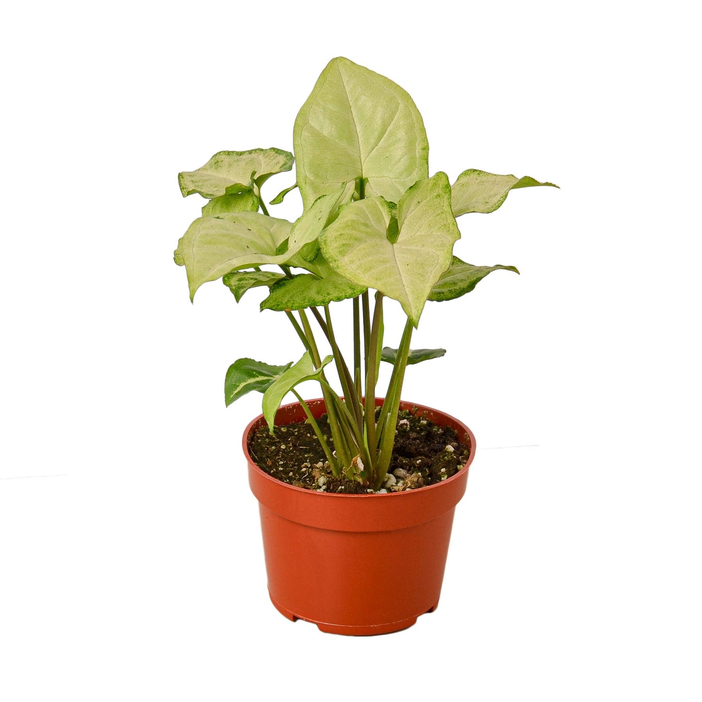 Mariposa Blanca Syngonium