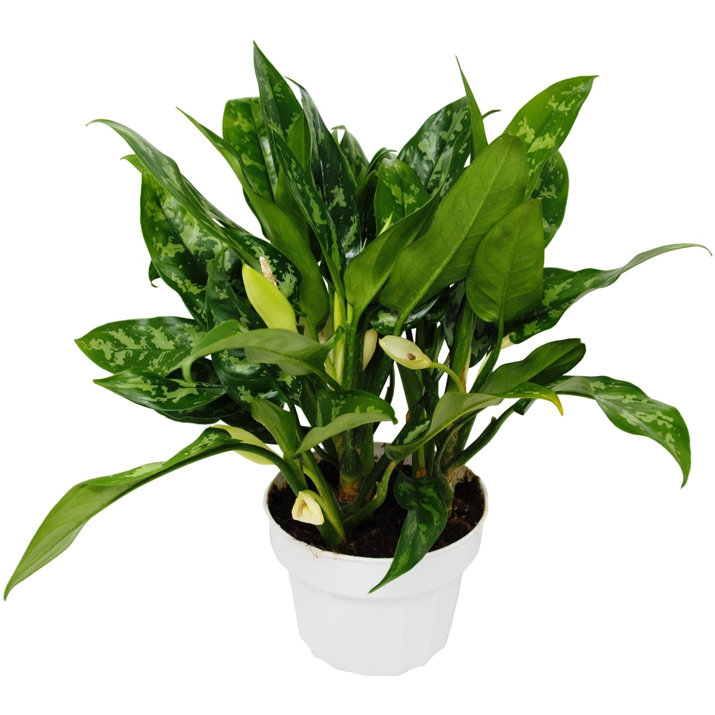 Chinese Evergreen Maria Plant